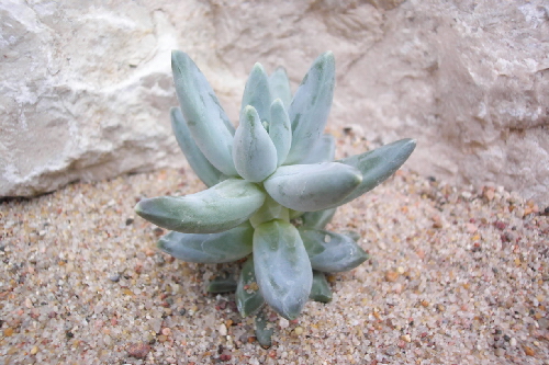 pachyphytum hookeri